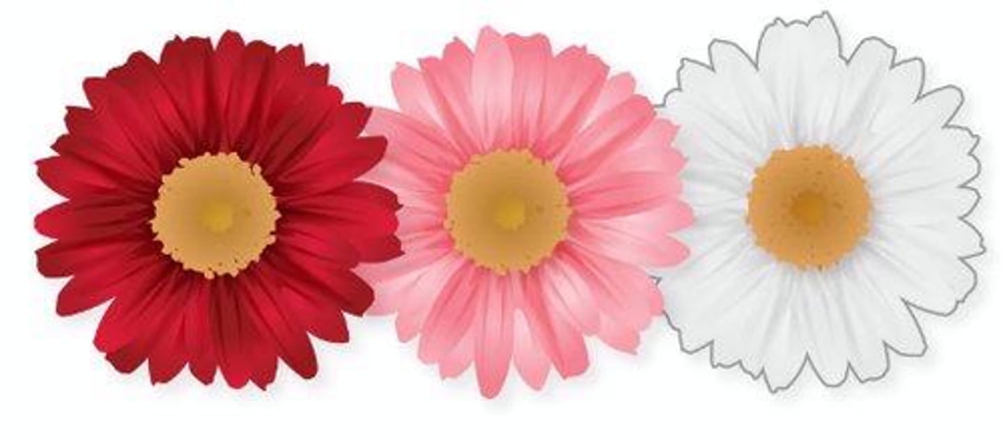 <p>Blended phenotype (e.g., red + white = pink).</p>
