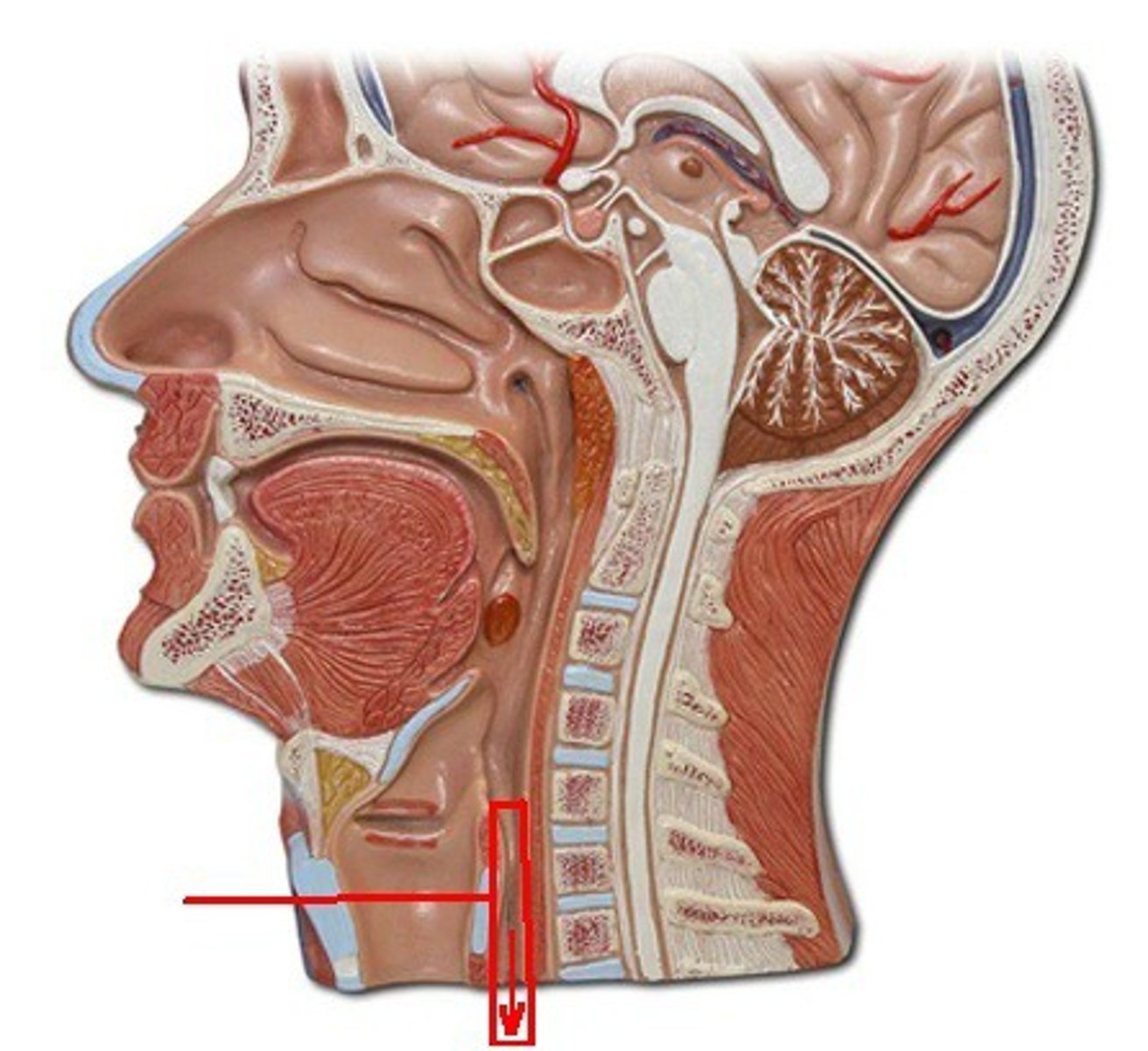 <p>Identify the structure, organ, or bone.</p>