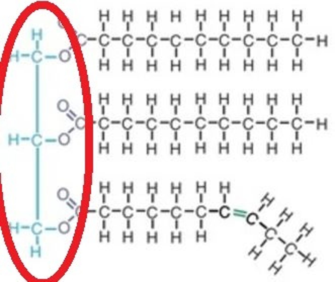 <p>A fat monomer. Forms the backbone of triglycerides and phospholipids</p>