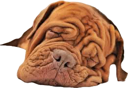 <p>characterized by lines or folds, often referring to skin or fabric that has lost moisture or elasticity. </p><ul><li><p></p></li></ul><p></p>