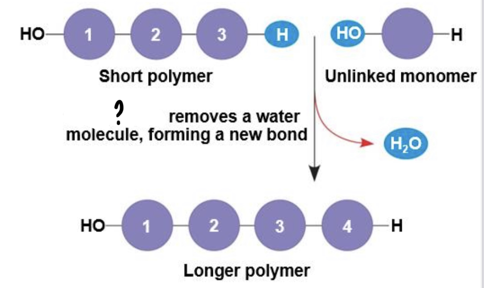 <ul><li><p>occurs when two monomer bond together through the loss of a water molecule</p></li></ul>