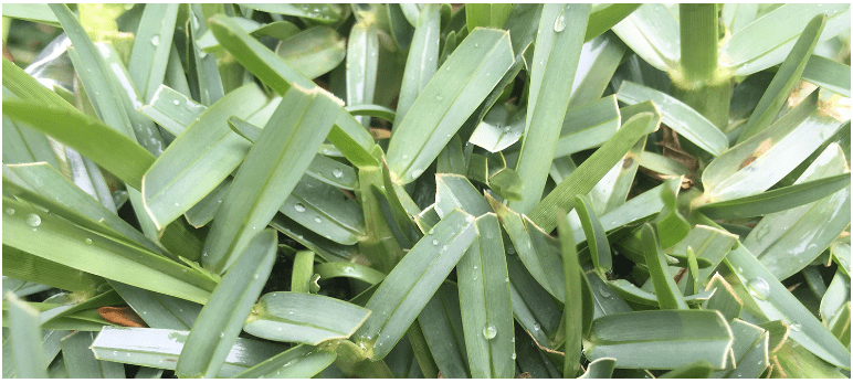 <p>Bouteloua dactyloides</p>