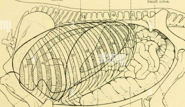<p>What are all the organs?</p>