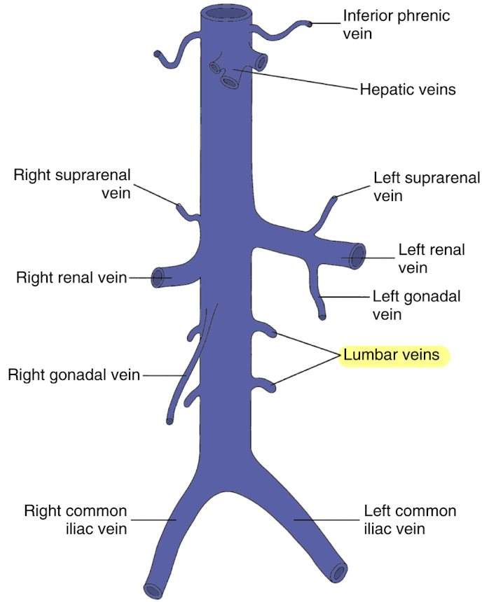 <ul><li><p>4 pairs</p></li><li><p>drains posterior abdominal wall</p></li><li><p>empties into lateral aspect of IVC</p></li></ul><p></p>