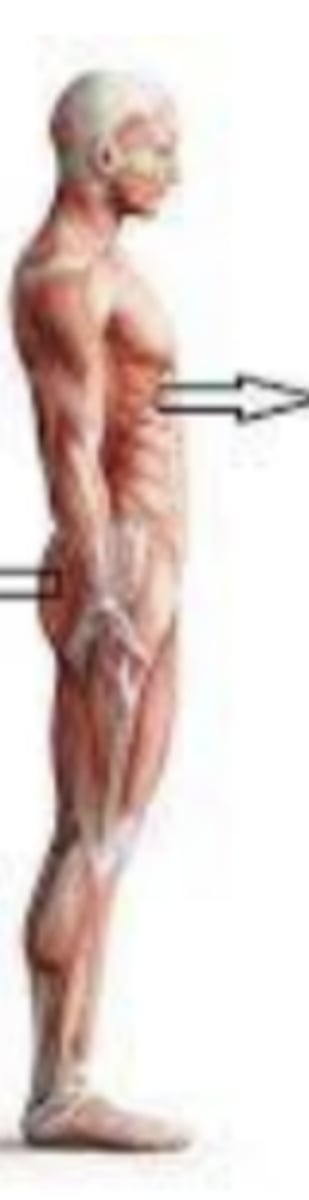 <p>front of / in the front. your abdominal muscles are on the X side of the body</p>