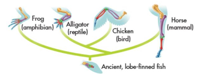 <p>structures that are shared by related species and that have been inherited from a common ancestor</p><p>-clue to common descent is common structure not function</p>