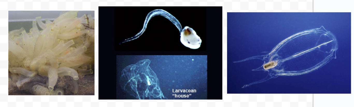 <p>Ascidiacea (all the ones we saw) - sessile, well-developed tunic, pharyngael gill slits, lack dorsal hollow nerve cord and notochord. (althou tadpole-like larvae have them). Can be solitary or colonial. Blood and tissues store high levels of heavy metals nd ammonium.</p><p>Larcacea - pelagic and tadpole-like, encase body in gelatinous house that filters food particles out of water and directs currents to help move.</p><p>Thaliacea - pelagic filter-feeders that resemble adult ascidiaceans. Includes salps. Move via jet propulation by cilia or muscles</p>