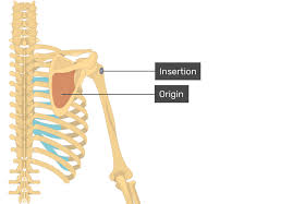 <p>Name? Origin? Insertion?</p>