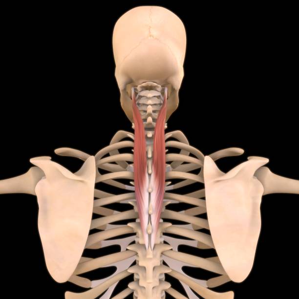 <p>Vertebral Muscle Location:</p>