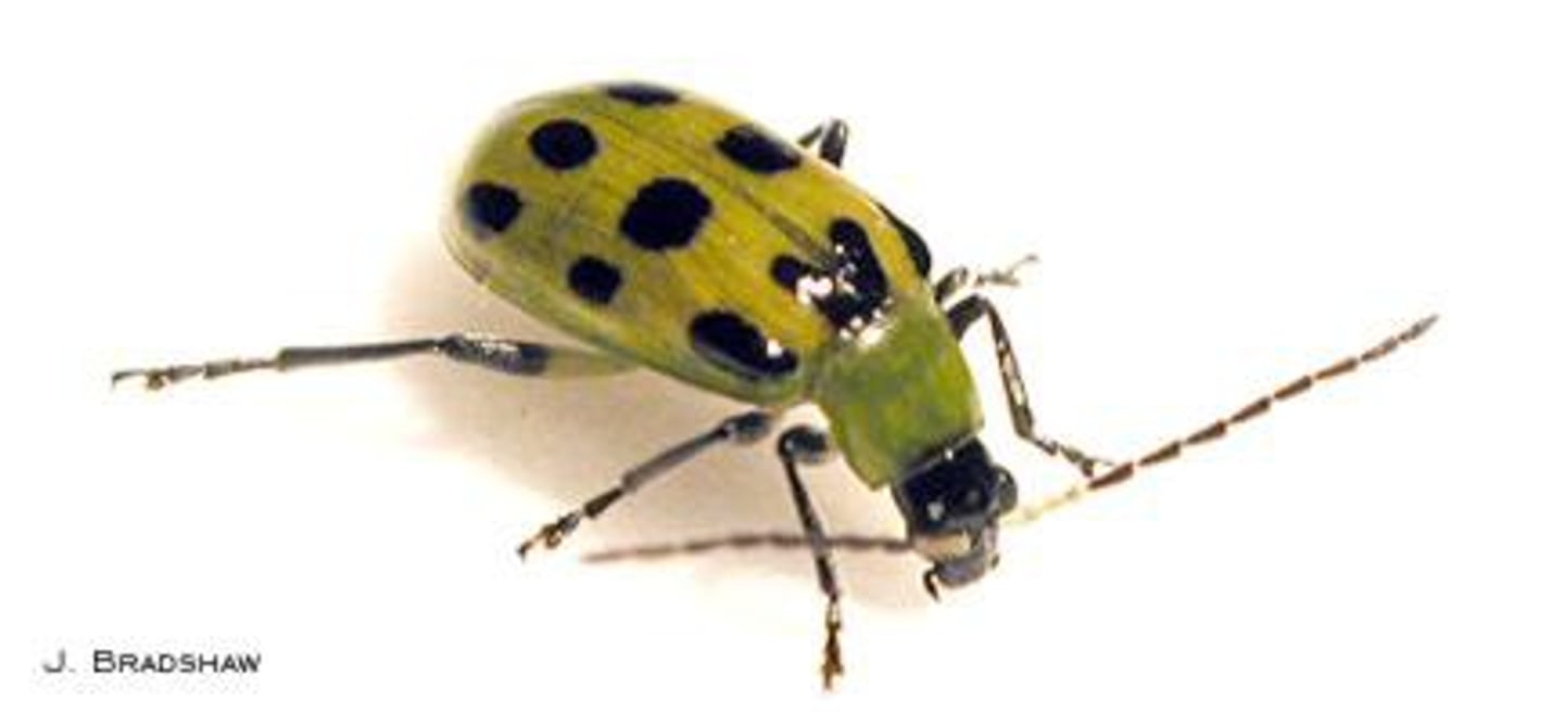 <p>Beetle family</p>