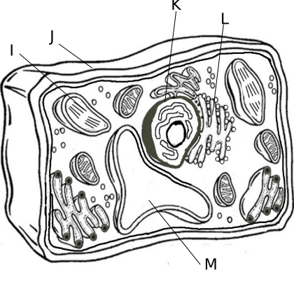 <p>i. Chloroplast, <em>site of photosynthesis</em></p><p>j. Cell Wall, <em>made of cellulose (plants) or chitin (fungi) and provides additional support to the cell</em></p><p>k. Nucleus, <em>contains DNA in the form of chromosomes and where RNA is made</em></p><p>l. Endoplasm Reticulum, <em>transport materials throughout the cell</em></p><p>m. Vacuole, <em>storage for the cell and is large in plant cells and small in animal cells- includes water, waste or toxins</em></p>