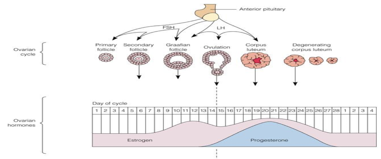 <ul><li><p><span style="background-color: transparent; font-family: "Times New Roman", serif;"><span>Follicular phase (days 1-14) </span></span></p></li><li><p><span style="background-color: transparent; font-family: "Times New Roman", serif;"><span>Graffian follicle appears by day 14</span></span></p></li><li><p><span style="background-color: transparent; font-family: "Times New Roman", serif;"><span>Luteal phase (days 14-28)</span></span></p></li></ul><p></p><ul><li><p>begins on 1st day of bleeding </p></li><li><p>day 12 → lots of estrogen → pituitary gland releases LH </p></li></ul><p></p>