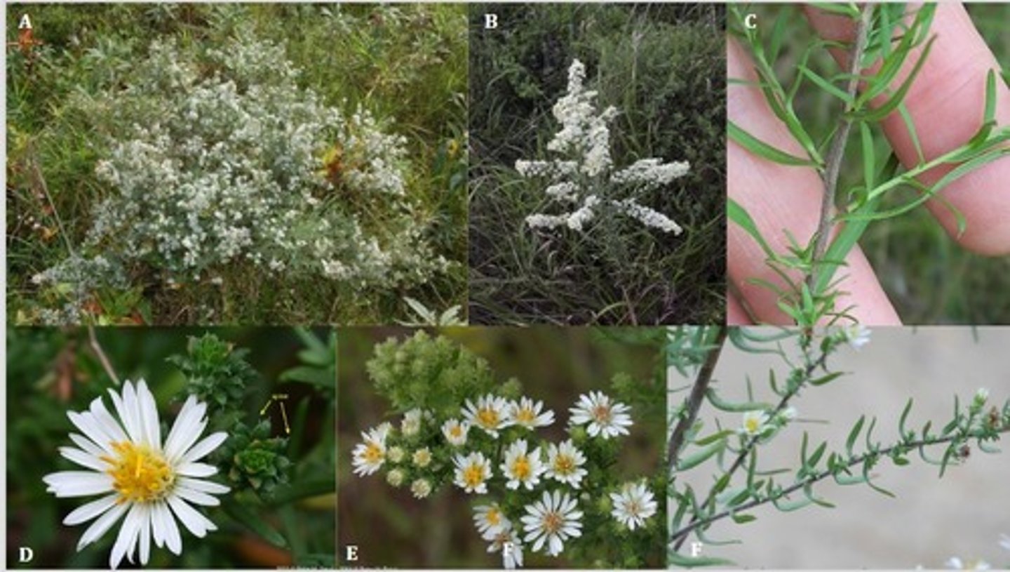 <p>Herbaceous perennial, thin, tiny leaves, white cluster of flowers</p>