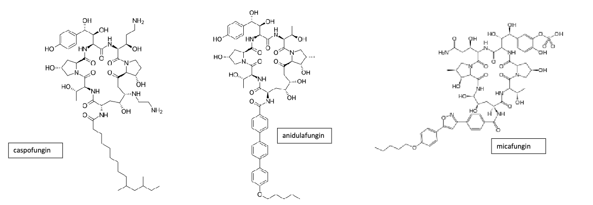 <p>fungi have cell wall that is absent in mammals</p><p>-lipopeptides block cell wall formation through inhibiting B-1-3-glucan synthase</p>