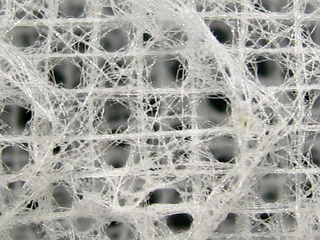 <p>Glass Sponge: True or False</p>