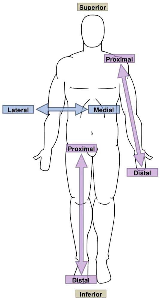 <ul><li><p><strong>proximal</strong> - closer to the the point of attachment of the limb to the trunk (i.e. elbow is proximal to the wrist because it is <em>closer</em> to the shoulder than the wrist is)</p></li><li><p><strong>distal</strong> - farther from the point of attachment of the limb to the trunk (i.e. ankle is distal to the knee because it is <em>farther</em> from the hip joint than the knee is)</p></li></ul><p></p>