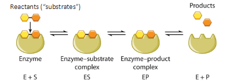 <p>Because enzymes can stabilize the transition state</p>
