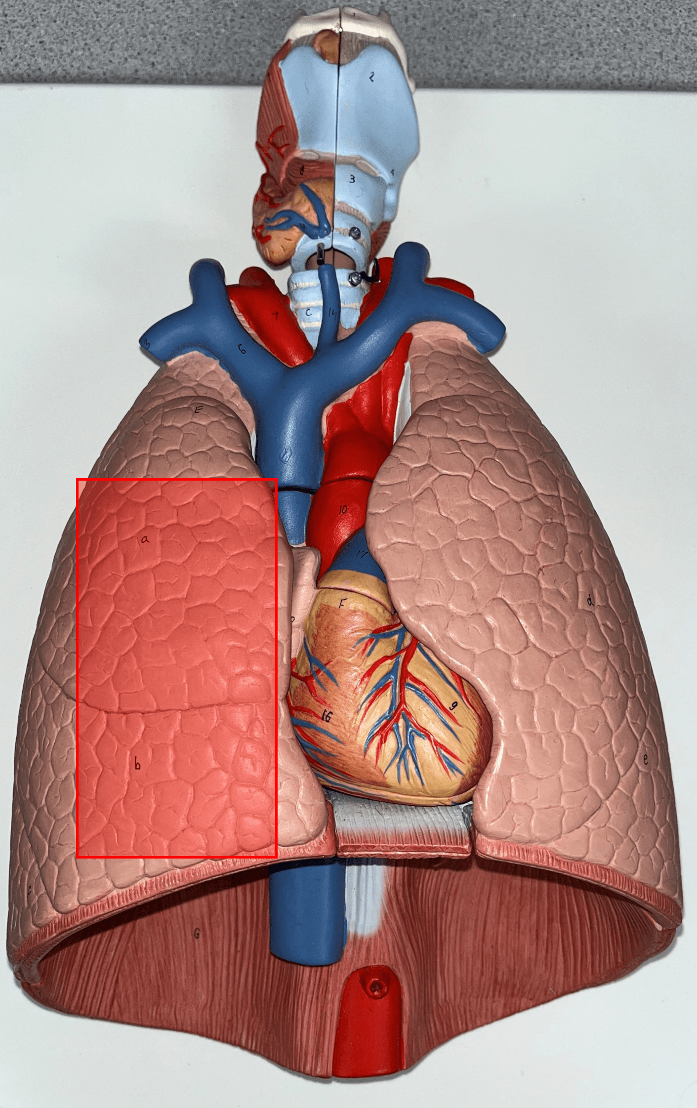 • The R. principal respiratory organ of the thoracic cavity.

• Divided into three lobes.