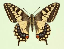 <p>Family: Papilionidae</p><p></p><p>Colorful</p><p>One or more prolongations of the hind wing</p><p>Front legs normal</p>