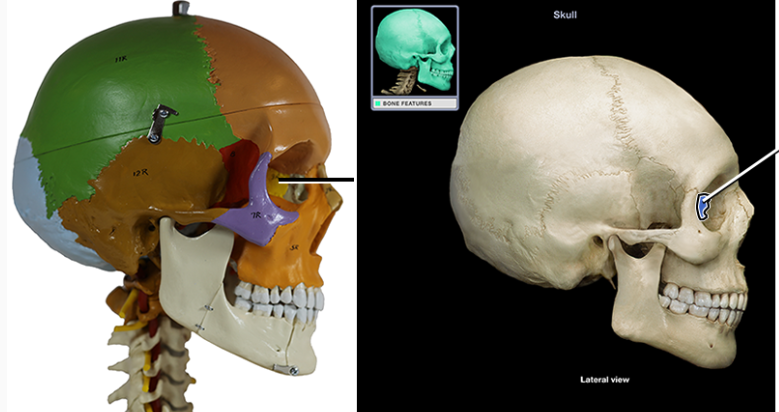 <p>forms part of the posterior portion of the nose, the orbit, and the floor of the cranium. help form the cranium</p>