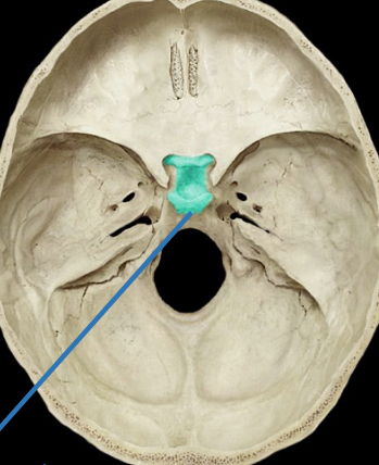 <p>hold pituitary gland (concaved and seat-like)</p>
