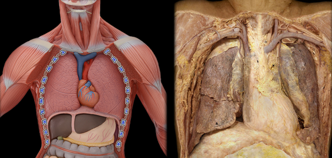 <ul><li><p>Action: Muscles of respiration</p></li><li><p>Location: Found between ribs 1-11</p></li><li><p>Innervation: Intercostal nerves (ventral rami of T1-11 spinal nerves)</p></li></ul><p></p>
