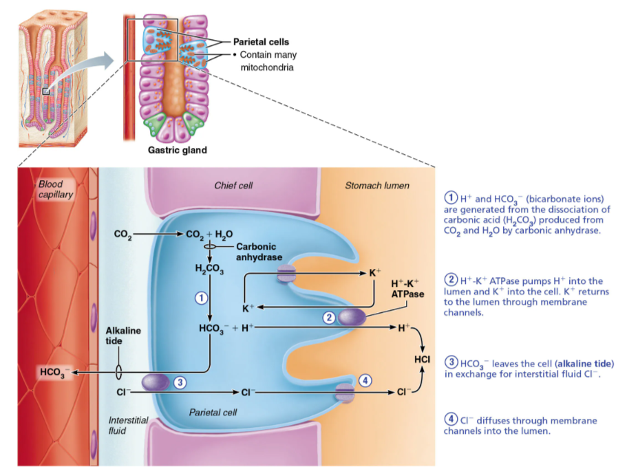<p>Parietal cells pump H+ (from carbonic acid breakdown) into stomach lumen via H+/K+ ATPase (proton pumps)</p><p>– As H<sup>+</sup> is pumped into stomach lumen, HCO<sub>3</sub><sup>-</sup> is exported back to blood via Cl− and HCO<sub>3</sub><sup>-</sup> antiporter</p><p>• Resulting increase of HCO<sub>3</sub><sup>- </sup>in blood leaving stomach is referred to as<strong> alkaline tide</strong></p><p>– Cl− is pumped out to lumen to join with H+, forming HCl</p><p>Carbonic anhydrase forms carbonic acid</p><ol><li><p>H<sub>2</sub>CO<sub>3</sub> (carbonic acid) → HCO<sub>3</sub><sup>-</sup> + H+ (bicarbonate + hydrogen ions)</p></li><li><p>H<sup>+</sup> + K<sup>+</sup> ATPase(antiporter) pumps:</p></li></ol><ul><li><p>H<sup>+</sup>→ the lumen</p></li><li><p>K<sup>+</sup>→ the cell.</p></li></ul><p>(K+ returns to the lumen through membrane channels)</p><ol start="3"><li><p>Cl<sup>-</sup> in the interstitial fluid is exchanged for intracellular HCO<sub>3</sub><sup>-</sup>.</p></li><li><p>Cl<sup>-</sup> diffuses through membrane channels into the lumen</p></li></ol><p></p>