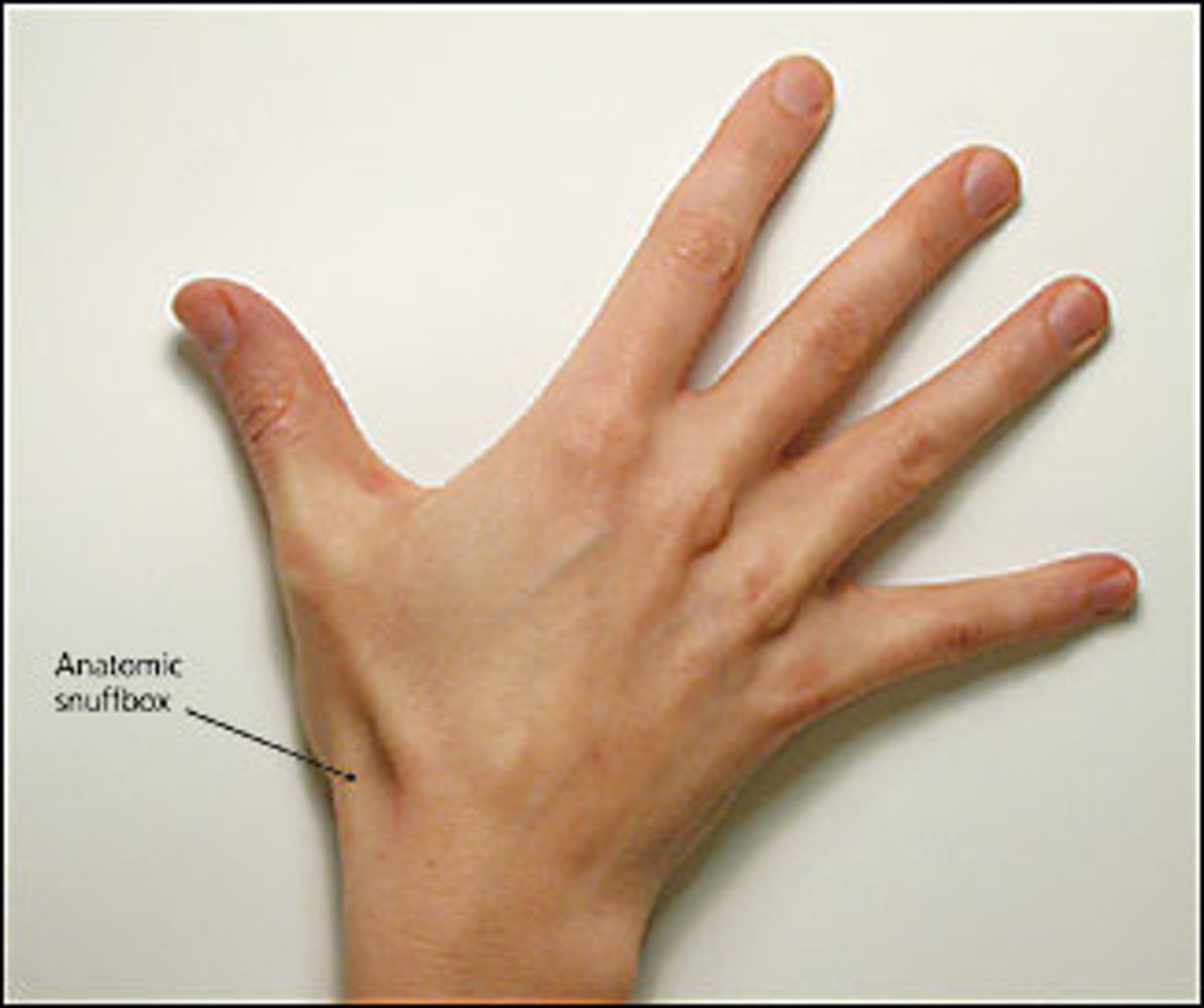 <p>when fingers are abducted, it's the space below the extensor pollicis longus tendon</p>