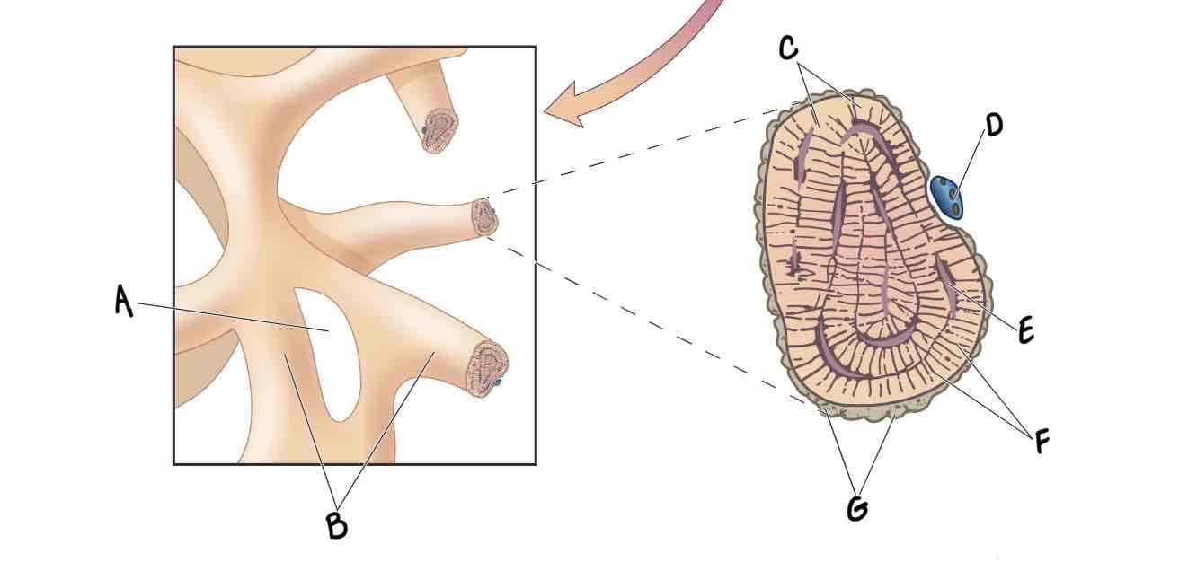 <p>What is the structure of spongy bone labeled E?</p>