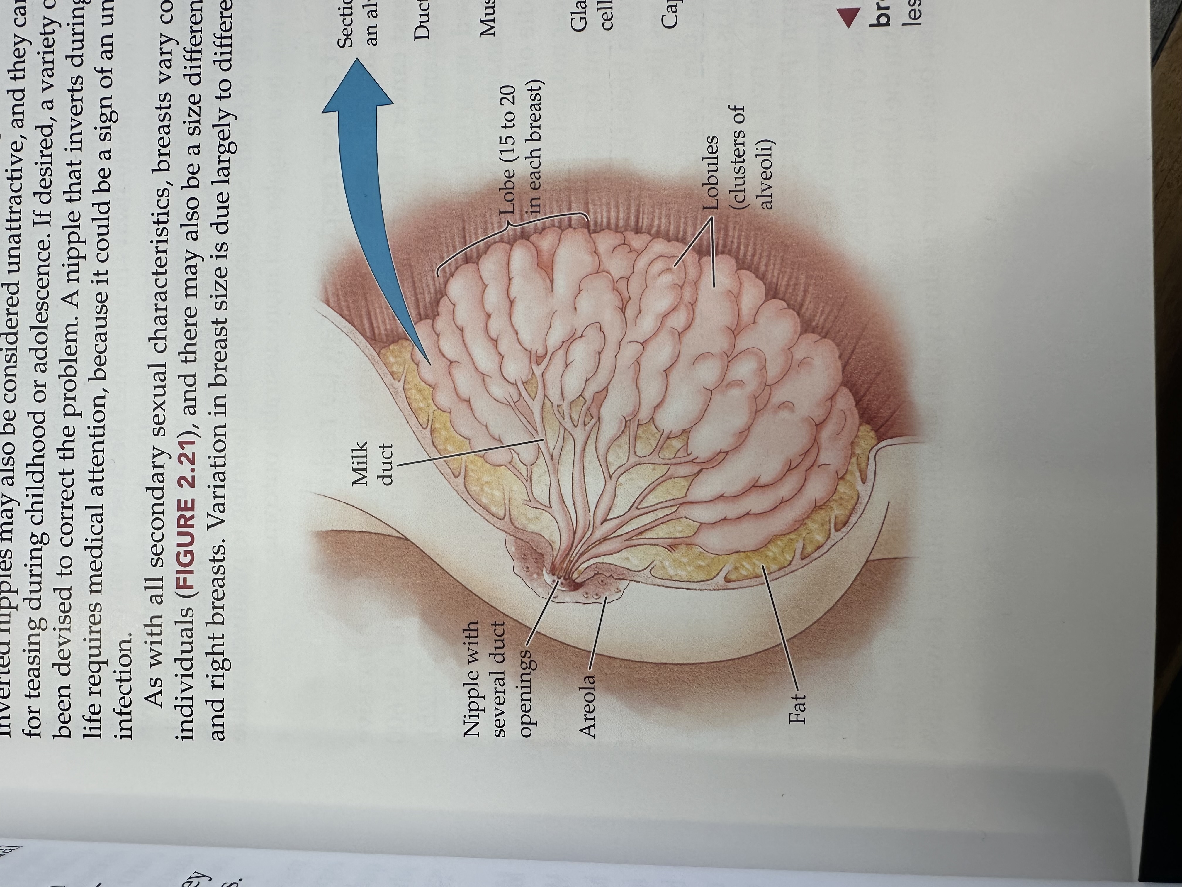<p>The pigmented area surrounding the nipple, containing glands that help lubricate the nipple during breastfeeding.</p>