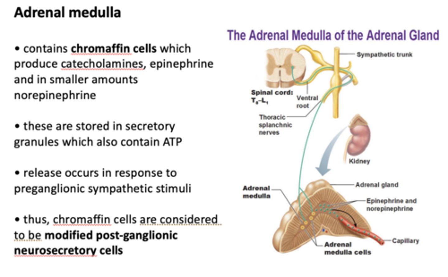 <p>ATP</p>