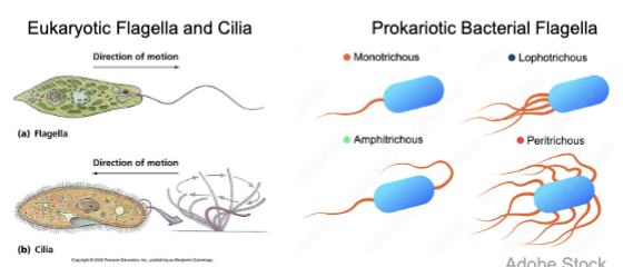 <p>flagella allow the cell to direct and move in certain directions; whip-like appendages of varying lengths, create the propulsive force via an oscillatory beating motion to move swimmers through aqueous media or across surfaces</p>