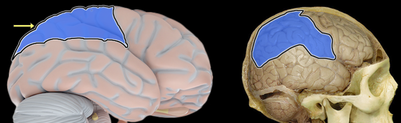 <p>Parietal lobe</p>
