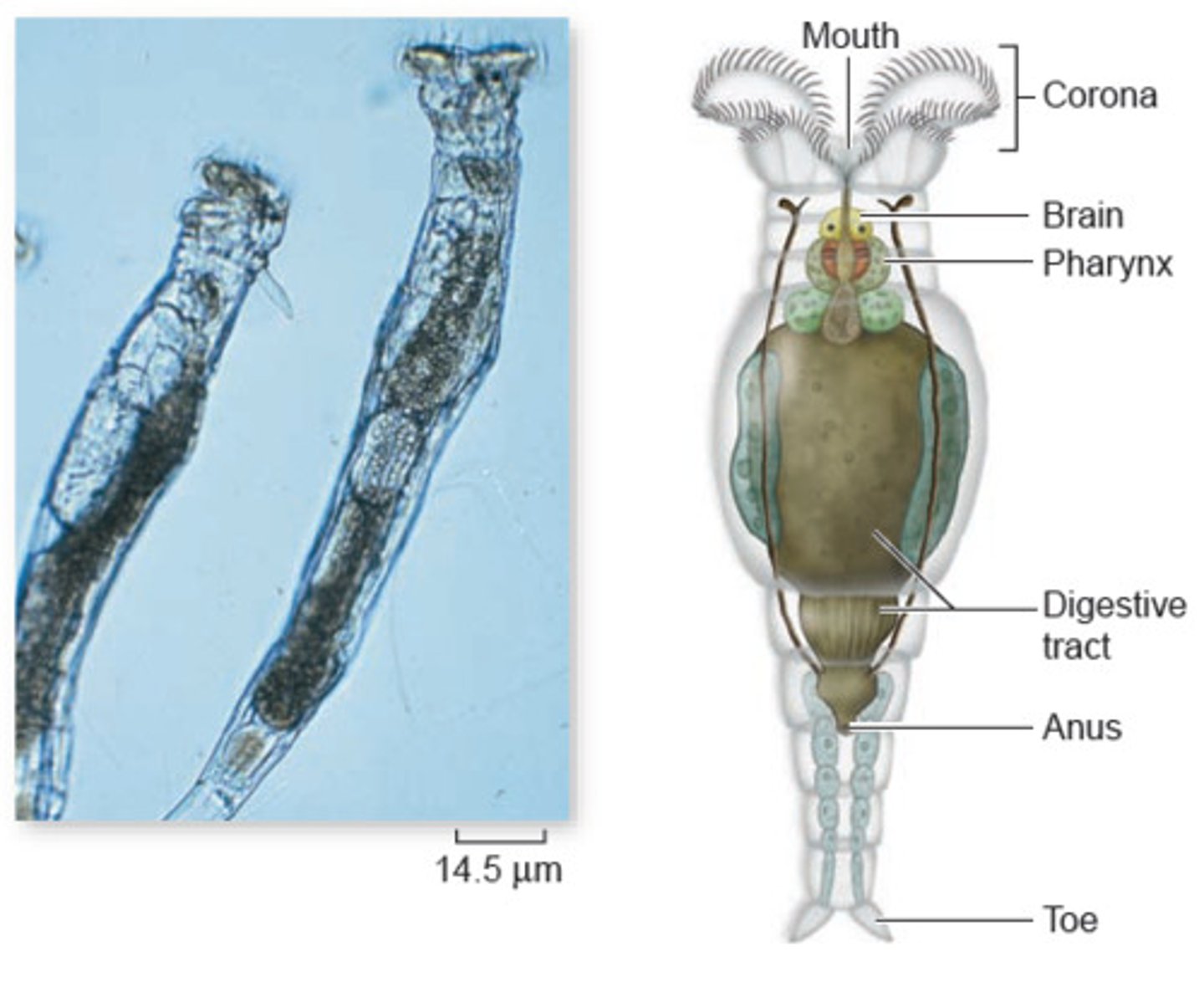 <p>Rotifers - 2,200 spp.</p><p>Named for crown of cilia resembling a rotating wheel (Corona)</p><p>Serves as both as an organ of locomotion and aids direction of food to mouth</p><p>Mastax = pharynx</p><p>Trophi = jaws for grinding</p><p>Abundant in freshwater</p><p>Pseudocoelomate</p>