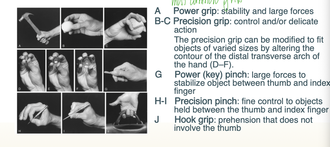 <p>includes teh power grip, the precision grip, teh power (key) pinch, the precision pinch, and the hook grip</p>