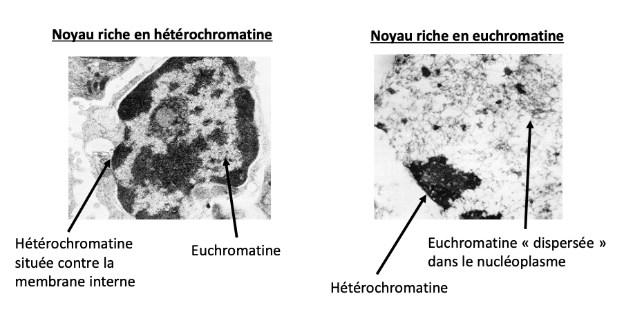 <p>Chromatine condensée, en périphérie du noyau, transcriptionnellement peu active.</p>