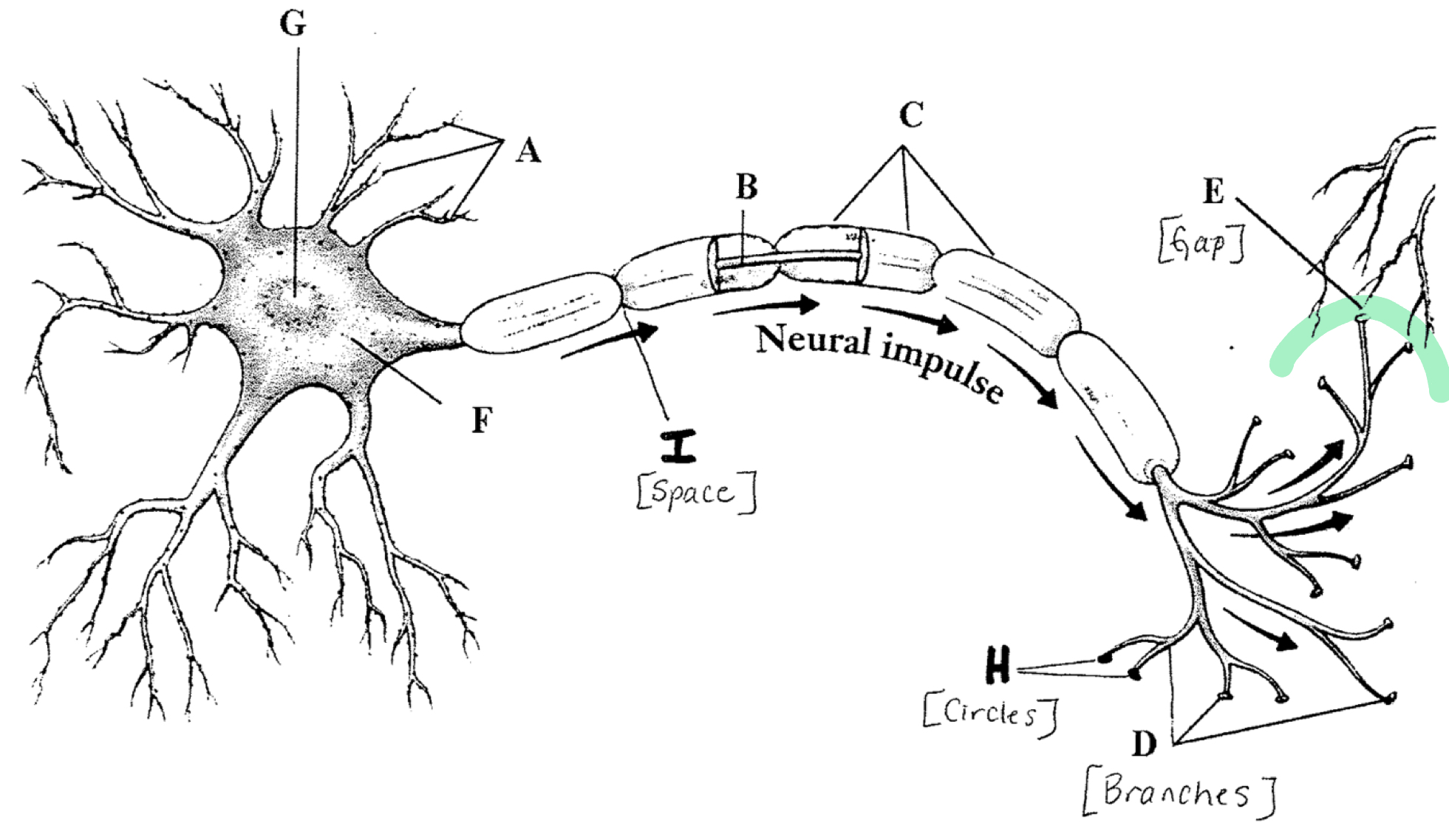 <p>The gap between neurons</p>