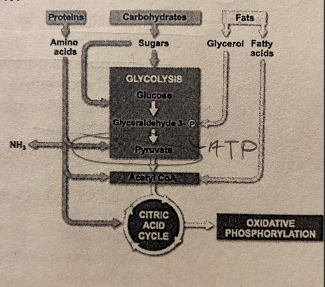 <p>****What can you determine from the diagram? </p><p>A. Cells require 3 completely independent pathways to break down proteins, carbs, and fats</p><p>B. Fatty acids can serve as an input for glycolysis</p><p>C. The catabolism of proteins, carbs, and fats all rely on the presence of oxygen</p><p>D. Pyruvate is an intermediate that is only formed from the breakdown of carbs</p><p>E. Glycerol cannot be used to make ATP under aerobic conditions</p>