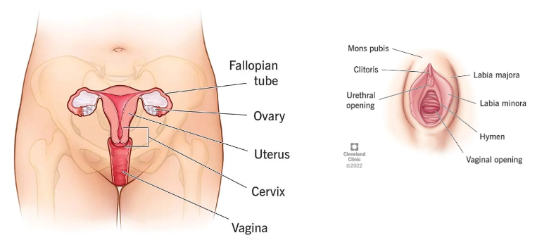 <p>The tube that transports the egg from the ovary to the uterus.</p>