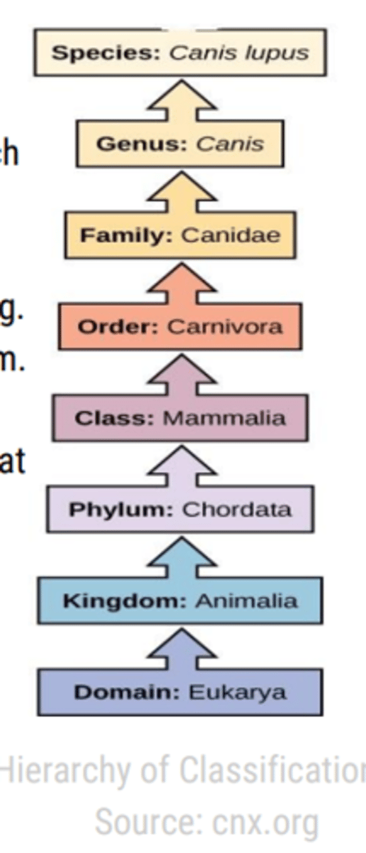 <p>Organisms are studied based on their similarities/differences<br><br>Domain, kingdom, phylum, class, order, family, genus, species</p>