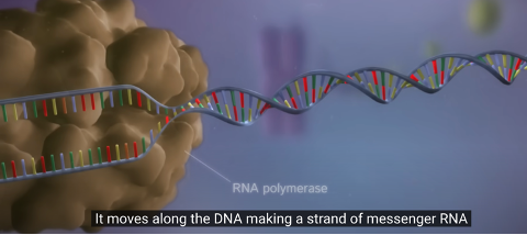 <p>Enzyme that recruits nucleotides to make RNA.</p>