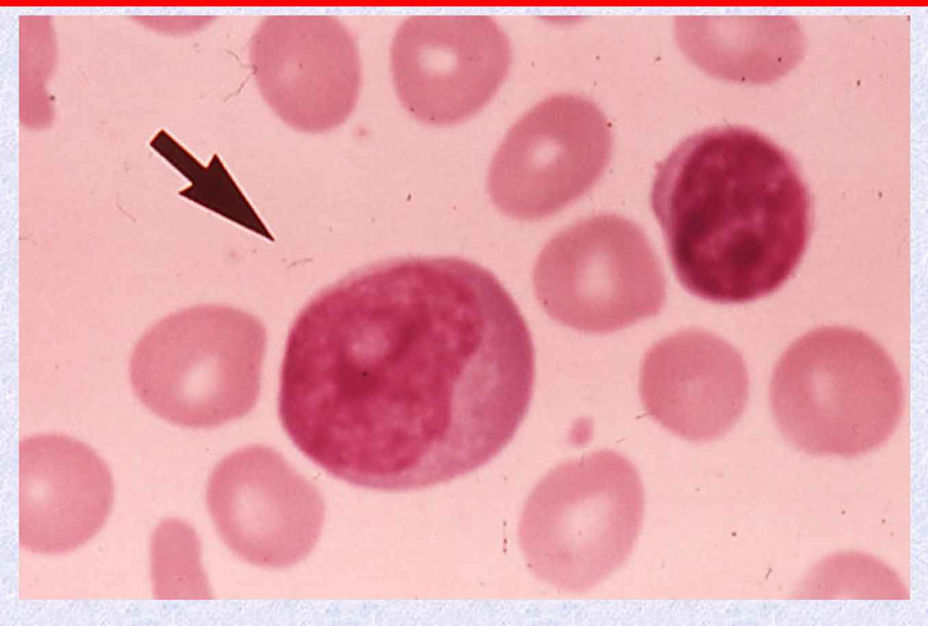 <p>What cell type is shown?</p>