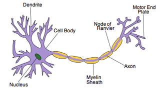 <p>Dendrites come off cell body</p>