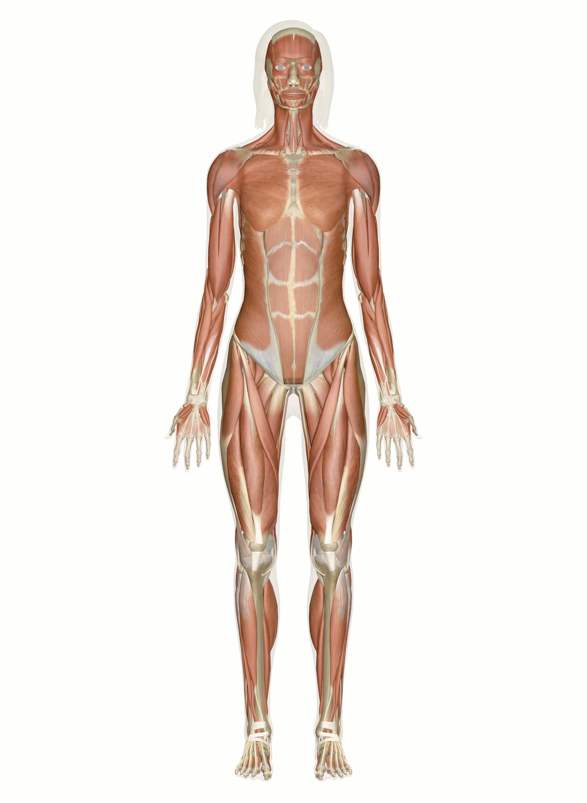 <p>muscular system</p>