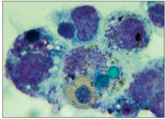 <p>name of histologic slide:</p><p>Specie:</p><p>Stain used:</p>