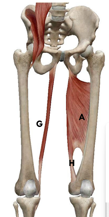 <p>name G; origin/insertion</p>