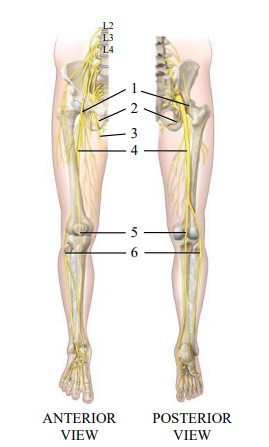 <p>locate the femoral nerve </p>