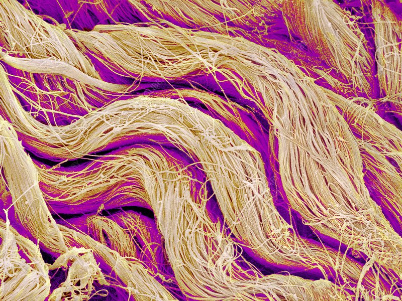 collagen fiber