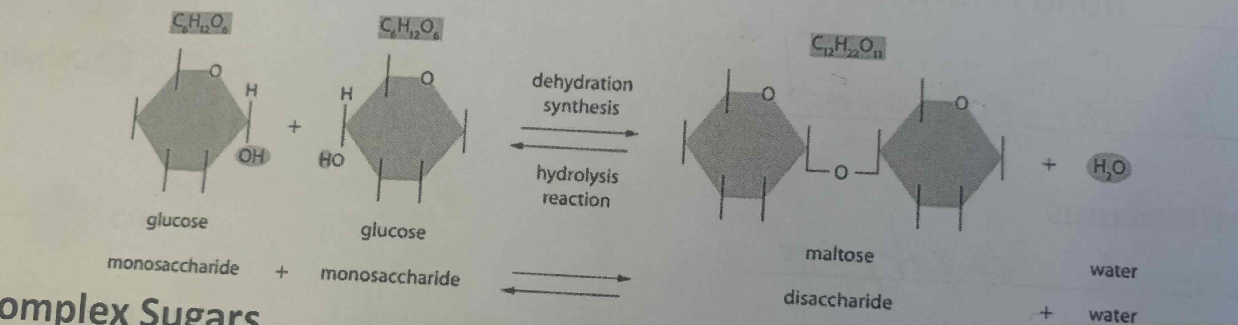 <p>Disaccharides are composed of two monosaccharides linked together. They are a type of simple sugar.<br>-Sucrose (white table sugar)= glucose + fructose<br>-Lactose (Milk sugar) = Glucose + galactose</p>