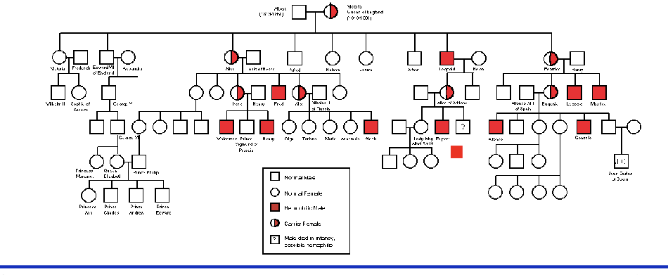 <ul><li><p>X linked genetic disorder</p></li><li><p>affects 1/100,000 male births</p></li><li><p>abnormal bleeding due to defective coagulation factor IX</p></li><li><p>mutation in <strong>factor IX</strong> now know to be cause of ‘royal disease’</p></li><li><p>queen victoria and many of her descendants carried what was once called ‘royal disease’</p></li></ul><p></p>